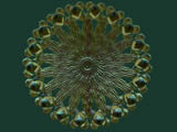 fractale 3D marin flower