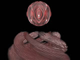 fractale 3D organic explosion