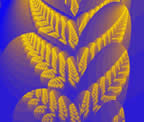 fractal fougere