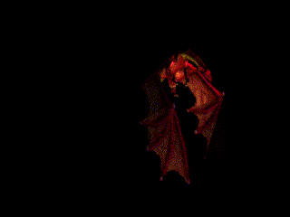 gif dragon