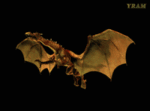 gif dragon
