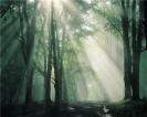 foret brumeuse